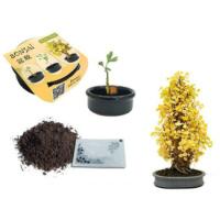 Bonsai Fıstık Çamı Ekim Kiti